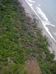 This image of the middle section of the Peninsula of San Juan del Gozo (El Salvador) shows intrusion of tsunami sea-water inland, evident from the dying vegetation. The surf line can be easily identified closer to the shore.